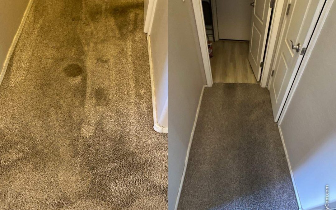 Certified Carpet Cleaning in Glendale: Revive Heavily Soiled Carpets with Expert Care